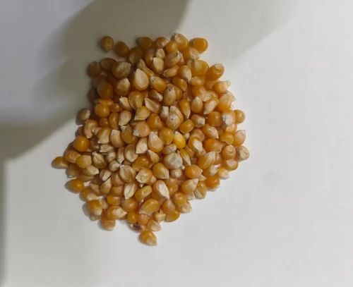 Desi Organic Yellow Raw Maize, For Grain