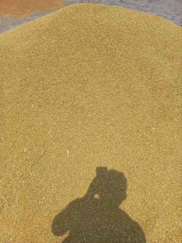 Barley For Beer