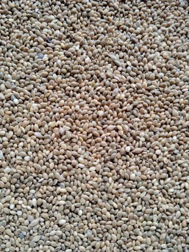 Browntop Moti Kangni Proso Millet, Packaging Type: Loose