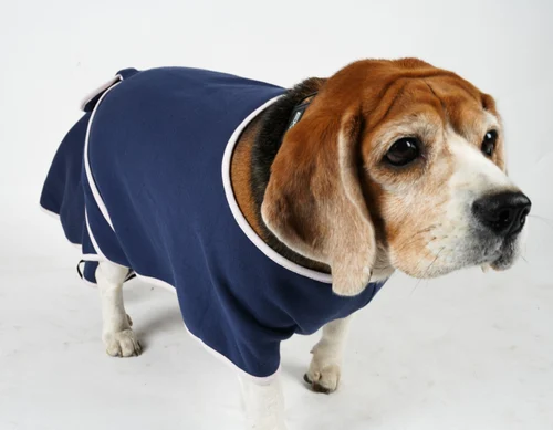 Animal Clothing & Accessories