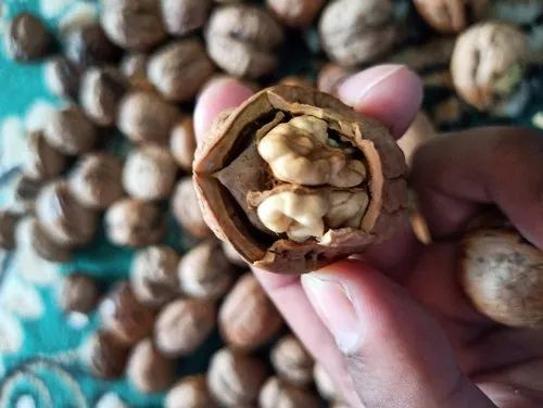 Kashmir I Walnuts