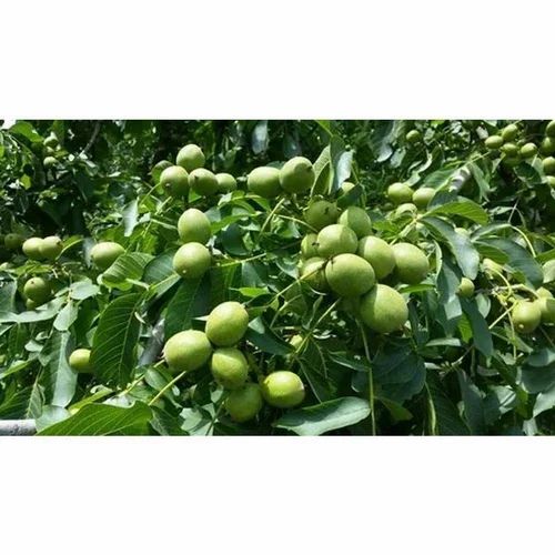 Black Walnut, With Shell, Packaging Size: Sfsdf