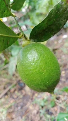 Assam Lemon Kazi Nemu