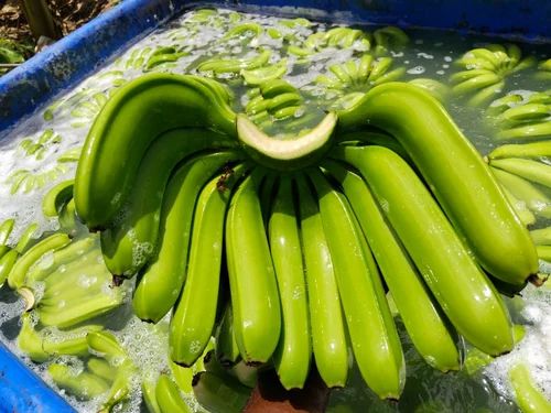 Fresh Green Noti Banana