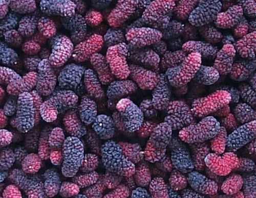 Frozen mulberry