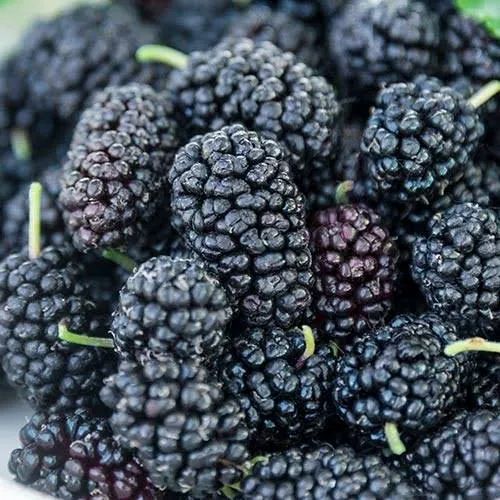 Mulberry
