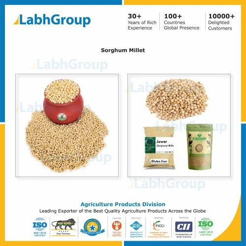 Organic Sorghum Millet India - Labh Group, Gluten Free