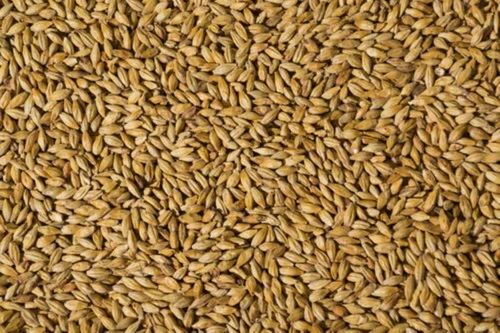 Barley Malt Grain