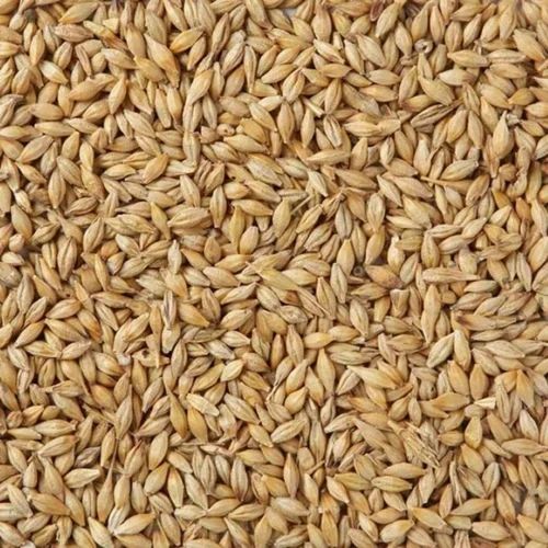 Dried Barley Malt