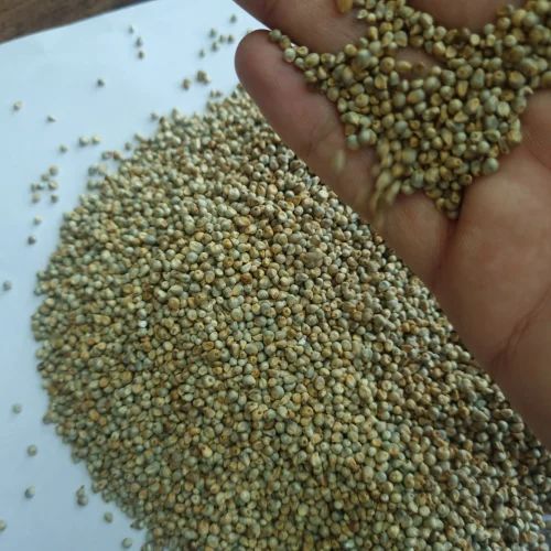 Grain (Dana) Human Feed Quality Green Millet