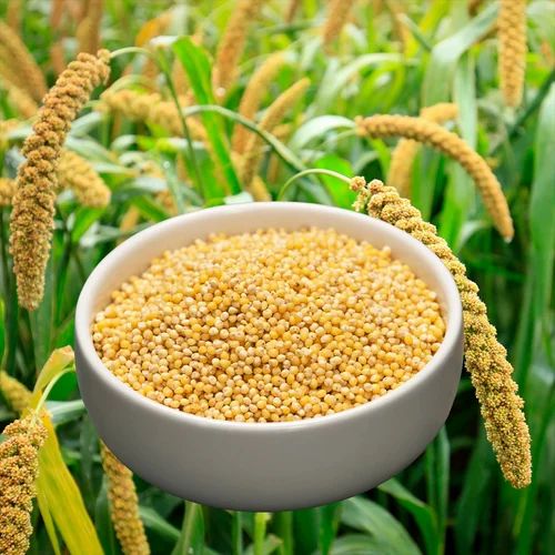 Unpolished BS Food Foxail Millet, Form: Flour
