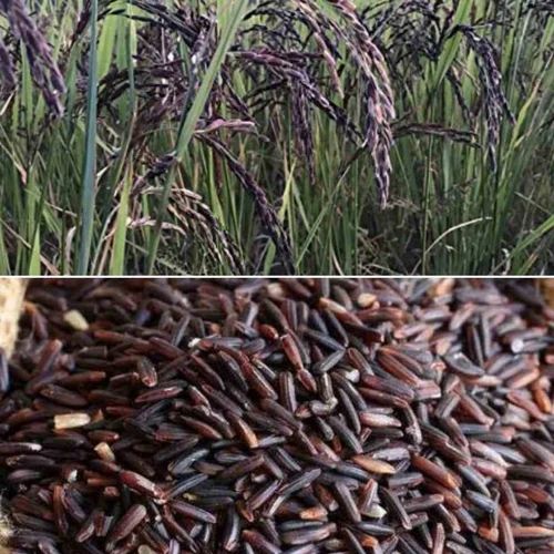 Black Rice and Seed