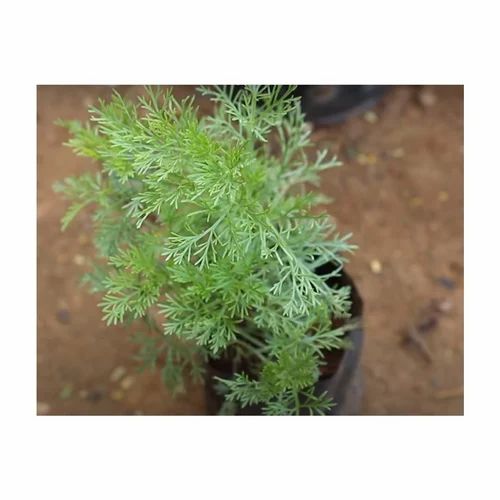 Davana Seeds For Cultivation