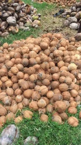 A Grade Organic Whole Coconut Copra, Packaging Size: 10 Kg, Coconut Size: Large