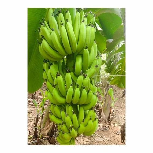 Fresh G9 Banana