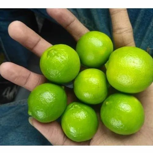 B Grade Pan India Fresh Green Lemon, Packaging Size: 20 Kg, Packaging Type: Gunny Bag