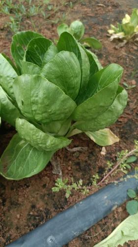Fresh Bok Choy
