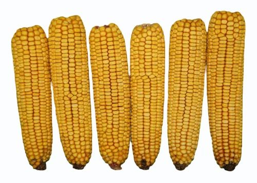 Natural 5 Kg Organic Dent Corn, Whole