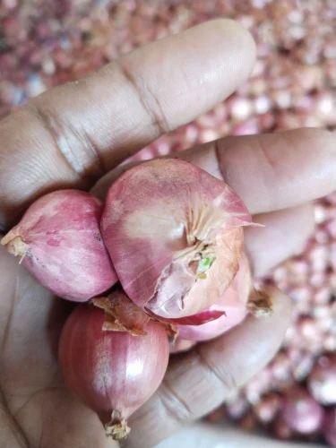 Tamil Nadu Red Small Onion Sambar Onion Exporter, A Grade