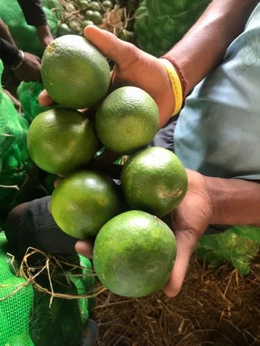 Sweet Lime Fruit