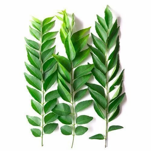 Green Curry Leaf