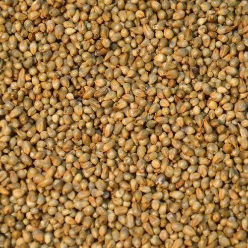 Bajra