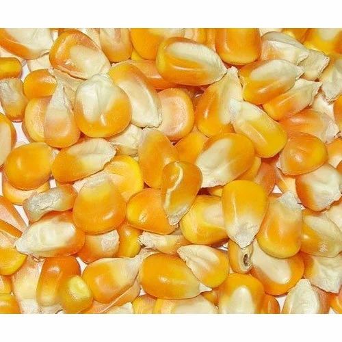 Indian Yellow Maize