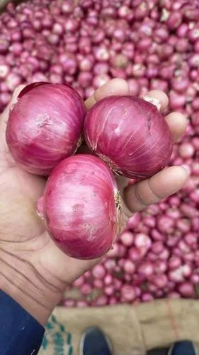 Onion Singapore Quality For Export, 10 Kg, 55Mm+