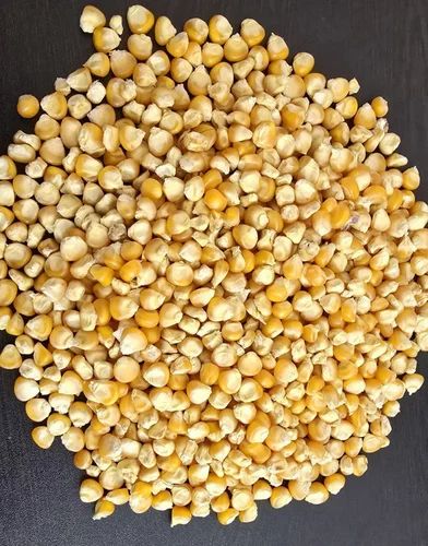 A Grade Fresh 6240 Maize Grain, Yellow