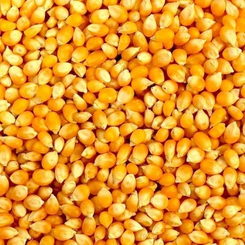 A Grade Fresh 999 Maize Grain, Yellow