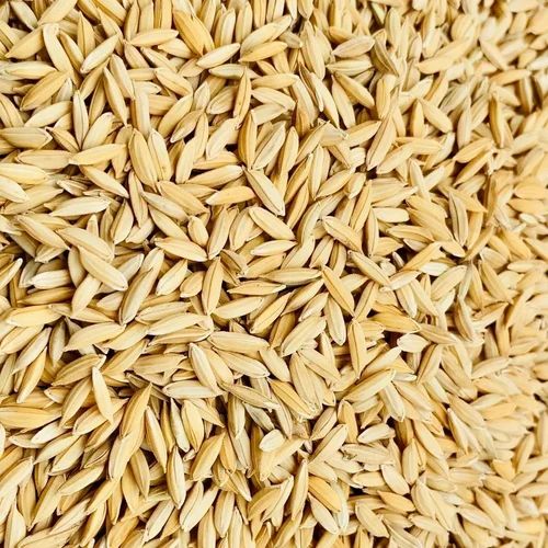 NLR Paddy Rice