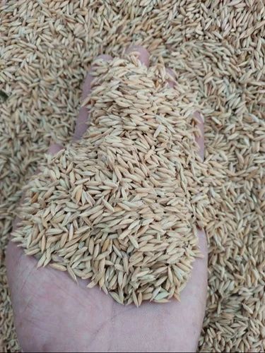 Brown Yellow Paddy Rice, Packaging Type: Sack Bag, Packaging Size: 50kg