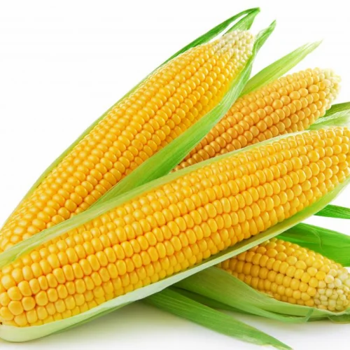 Amatya Natural Yellow Maize, Organic