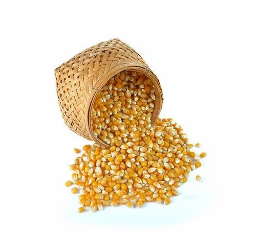 A Grade Fresh Natural Maize, Yellow