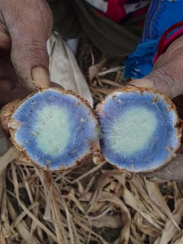Black Turmeric Kali Haldi, Finger, 25 kg Bag