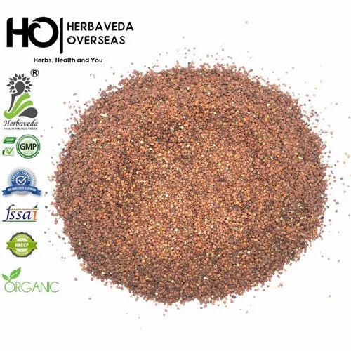 Conventional Mimosa Pudica Lajwanti Seeds, Packaging Type: Fiber Drums And Hdpe Drums