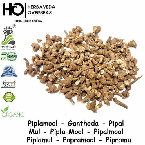 Pipla Mool Piper Longum Root, Dry