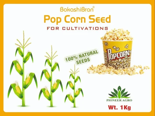 Popcorn Seeds for Planting, 1 Kg, For Cultivation