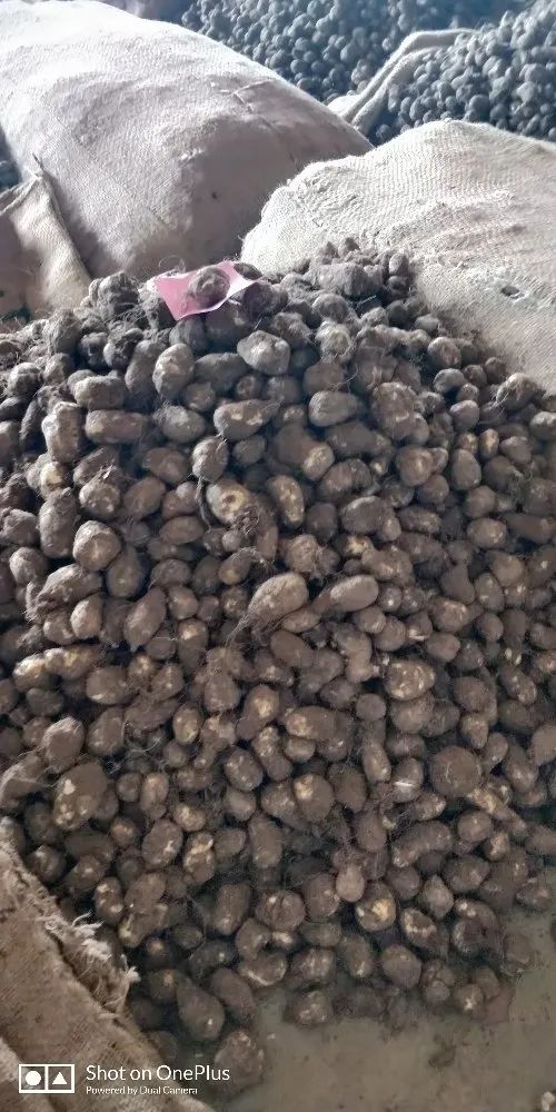 A Grade Tamil Nadu Siru Kizhangu
