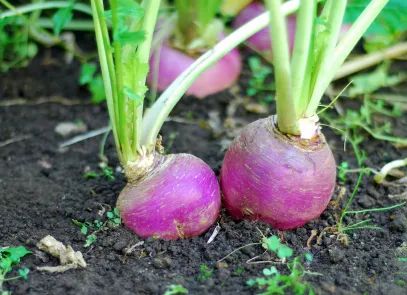 Fresh Turnip