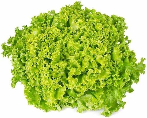 Green Pesticide Free (for Raw Products) Lollo Bionda Lettuce Exotic Vegetable