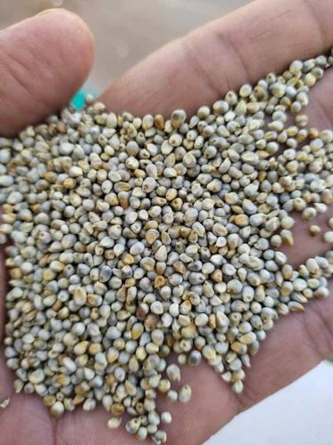 Fresh Green Millet, For Animal Fild, Organic