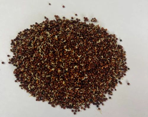Dehydrated Sprouted Ragi
