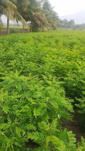 Cool And Dry Place Green Curry Leaves, A Grade