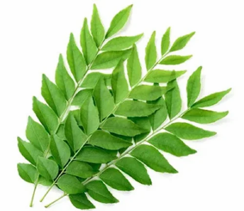 Fresh Curry Leaves, A Grade