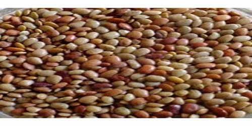 Black Horse Gram Kuthirai Kollu, High in Protein, Packaging Size: 50 Kg