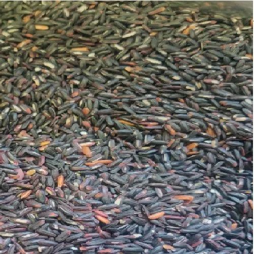 Black Sticky Rice, Packaging Type: PP Bag, Packaging Size: 50 kg