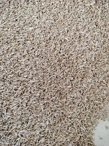 Cumin Seed Singapore 99, Whole Seeds