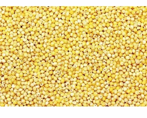 Yellow Millet