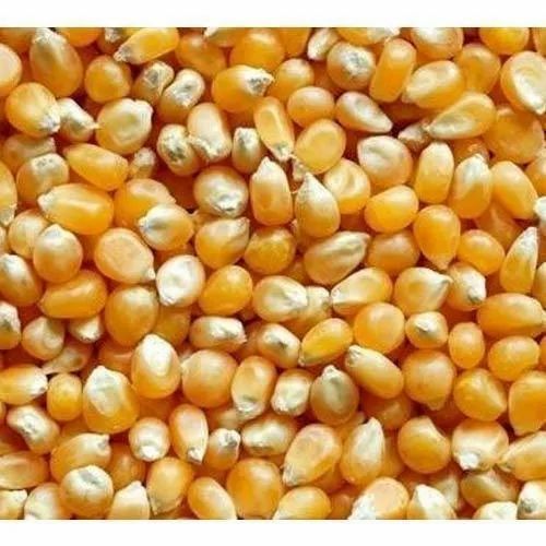 Marudham Yellow Maize Makka Cholam